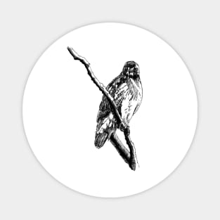 Hawk Ink Drawing Magnet